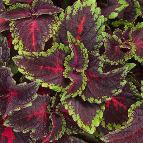 The Fascinating History of Coleus Wicked Witch